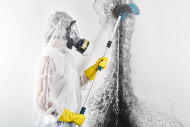 Best Mold Documentation for Insurance Claims  in Cobb Island, MD
