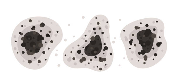 Best Black Mold Removal  in Cobb Island, MD