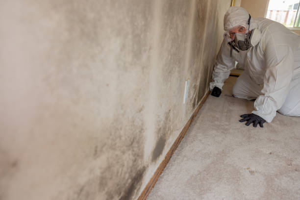 Best Mold Prevention Services  in Cobb Island, MD